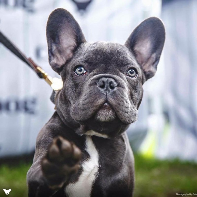 Burt The Millers UK Mascot and Dog